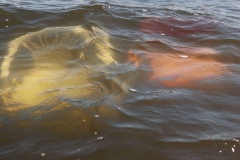 Sink: Zwei Stühle im Wasser